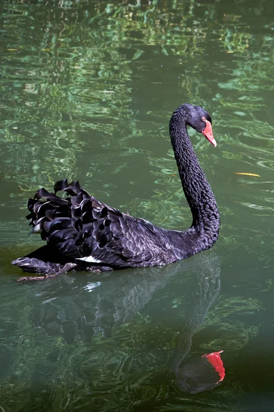 Zwarte zwaan op een vijver — Stockfoto