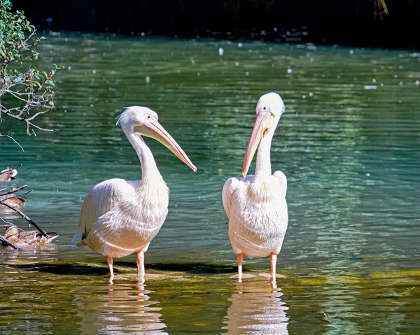 Gölde yüzen pelikanlar — Stok fotoğraf