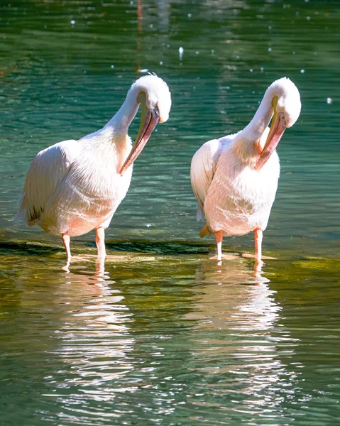 The pelicans floating in the lake — Stock Photo, Image