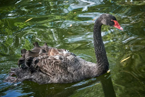 Cisne negro en un estanque — Foto de Stock