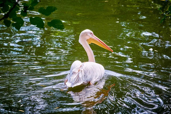 A tóban úszó pelikánok — Stock Fotó