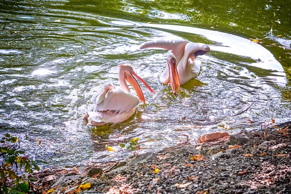 Los pelícanos flotando en el lago — Foto de Stock