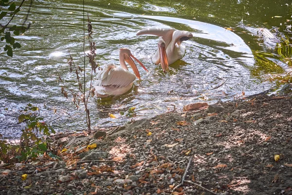 I pellicani che galleggiano nel lago — Foto Stock