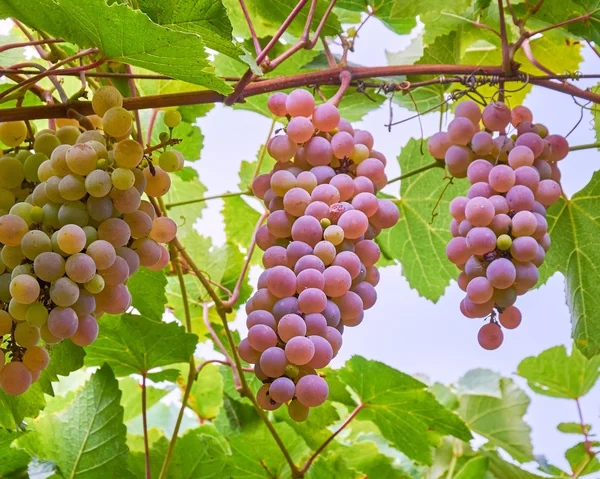 Grappe de raisins sur une branche — Photo