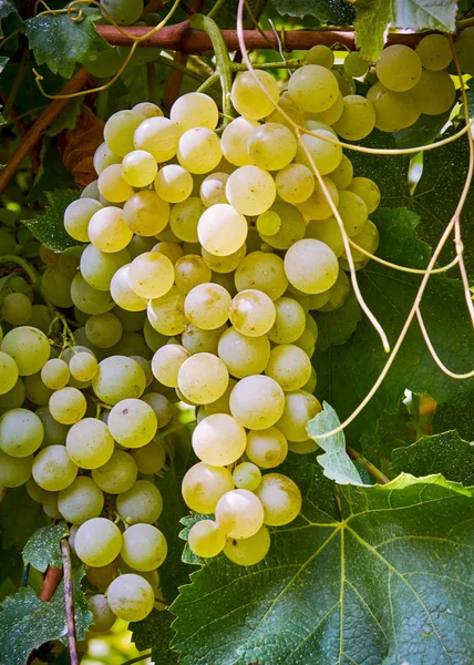Druiven cluster op een tak — Stockfoto