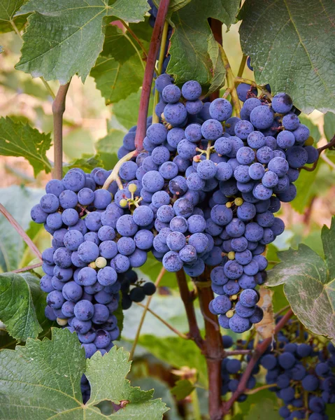 Cachos de uvas num ramo Imagem De Stock