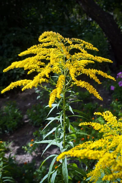 Gelbe Wildblumen 24 — Stockfoto