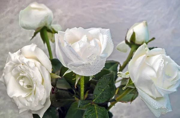 Rosas blancas — Foto de Stock