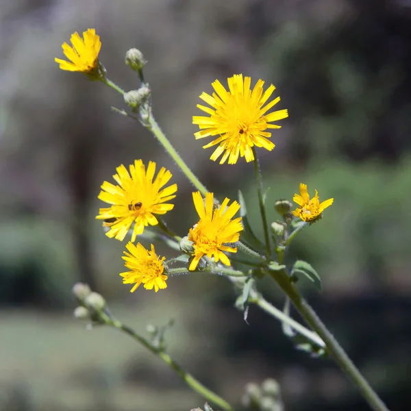 Yellow wildflowers 5 — Stock Photo, Image