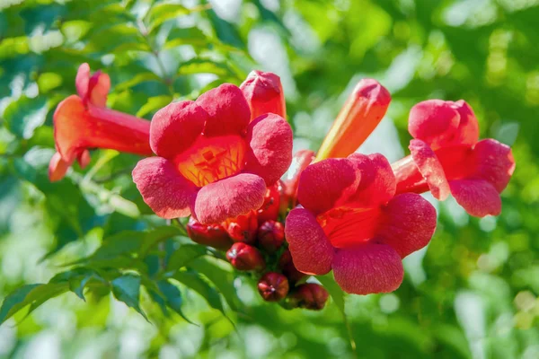 Madreselva roja florece 5 —  Fotos de Stock