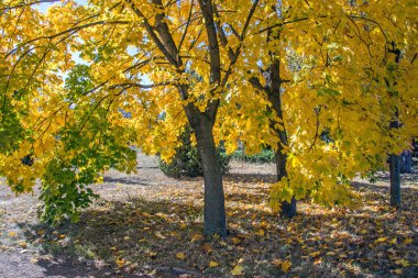sonbahar manzarası 79