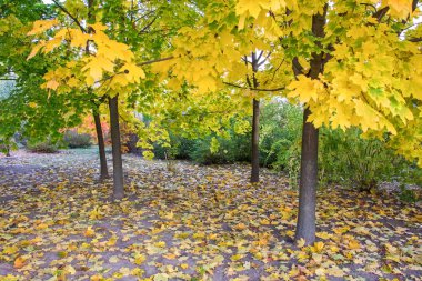 sonbahar manzarası 55