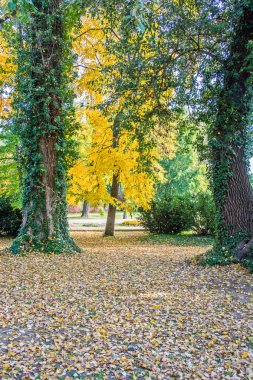 sonbahar manzarası 62