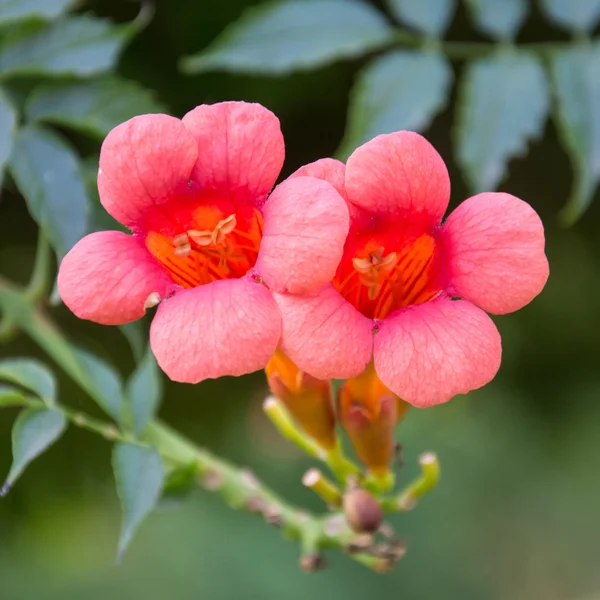 red honeysuckle blossoms 27