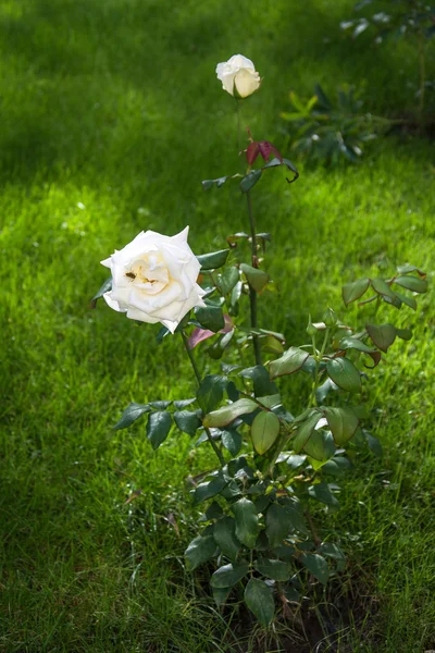 Kvetoucí růže 14 — Stock fotografie