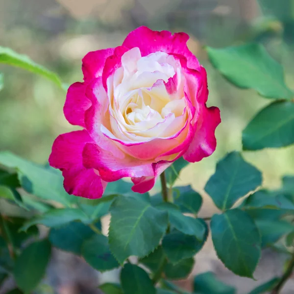 Kvetoucí rose11 — Stock fotografie