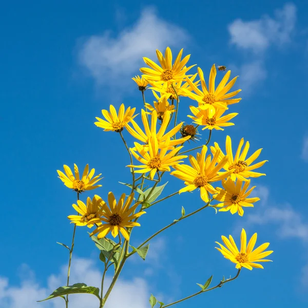 Flowers of Jerusalem artichoke 23 — Stock Photo, Image