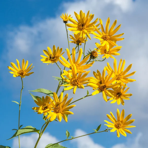 Flowers of Jerusalem artichoke 22 — Stock Photo, Image