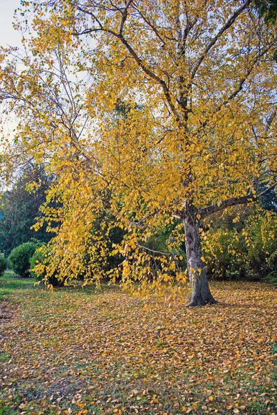Autumn landscape 59 — Stock Photo, Image