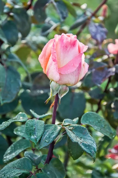 Kvetoucí rose11 — Stock fotografie