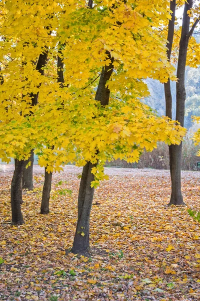 Autumn landscape 2 — Stock Photo, Image