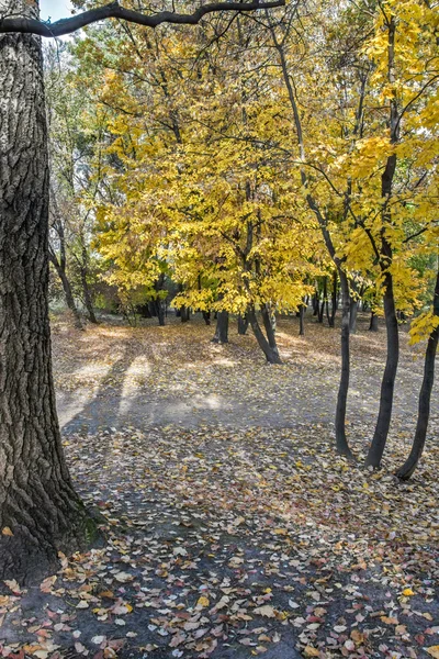 Autumn landscape — Stock Photo, Image