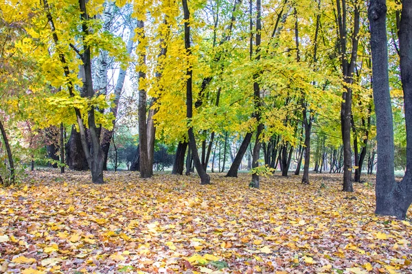 Autumn landscape 68 — Stock Photo, Image