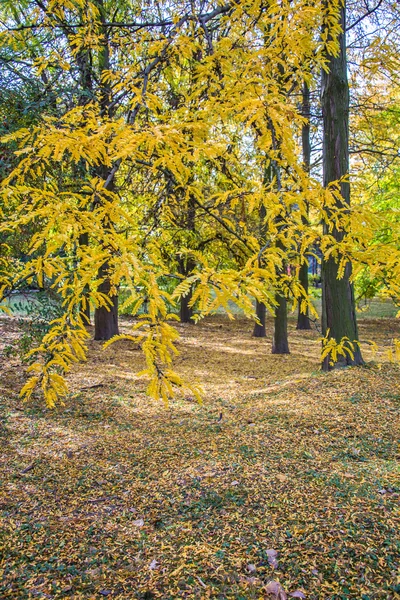 Autumn landscape 66 — Stock Photo, Image