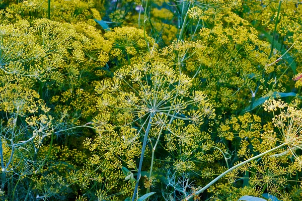 Dill — Stock Photo, Image