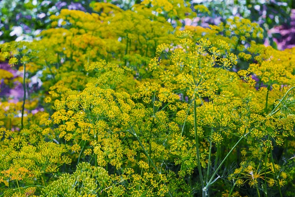 Dill. — Fotografia de Stock