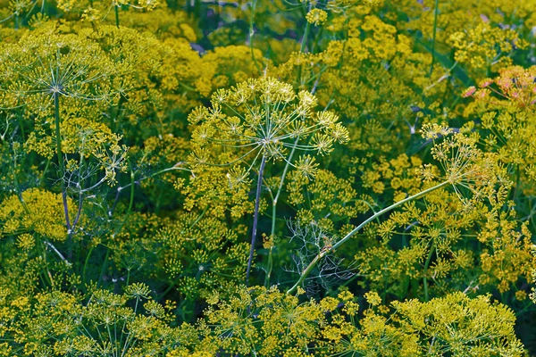 Dill — Stock Photo, Image