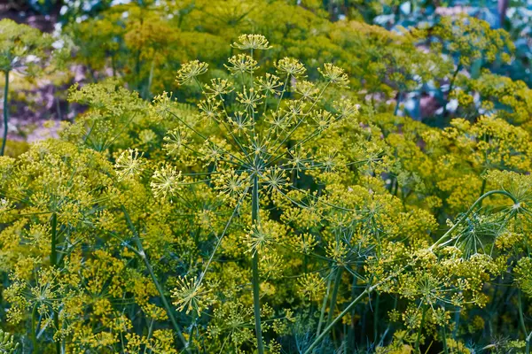 Dill. — Fotografia de Stock