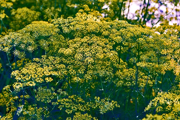 Dill — Stock Photo, Image