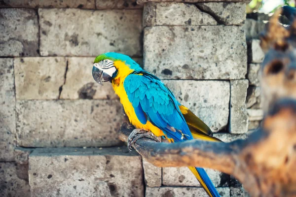 Blå och gula macaw papegoja i indonesiska regnskogen. Ara ararauna rasen — Stockfoto