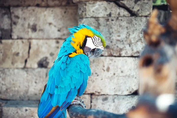 Porträtt av Ara papegoja sitter i skogen. voljär Detaljer för regnskogen — Stockfoto