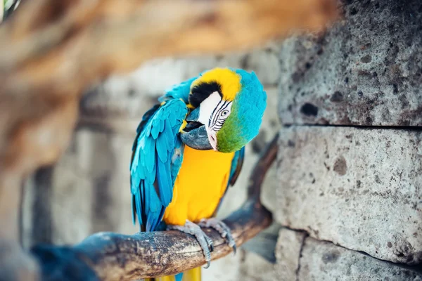 Närbild av färgglada blå-och-gul Ara papegoja. vildmarken av indonesiska regnskogen — Stockfoto
