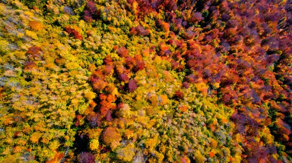 Vista Aerea Della Foresta Colorata Vista Dall Alto Della Foresta — Foto Stock