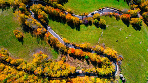 Aerial view of forest road. View from above, top view