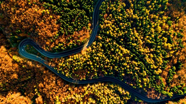 Veduta Aerea Drone Della Strada Forestale Montagna Paesaggio Colorato Con — Foto Stock