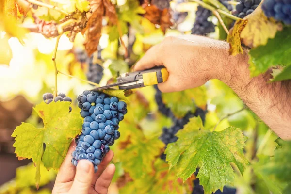 Agriculteur récolte des raisins mûrs dans le vignoble par une journée ensoleillée automnale — Photo