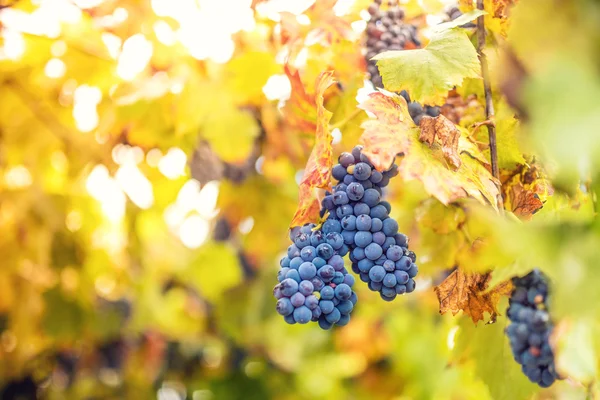 Saison de récolte avec des raisins mûrs en automne. bouquet de raisins à la cave — Photo