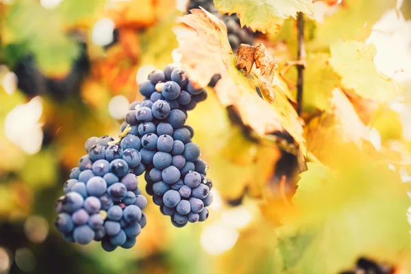 Raisins rouges mûrs dans le vignoble de la vallée, récolte agricole à la fin de l'automne — Photo