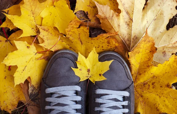 妇女的鞋子在黄色的树叶。顶视图 — 图库照片
