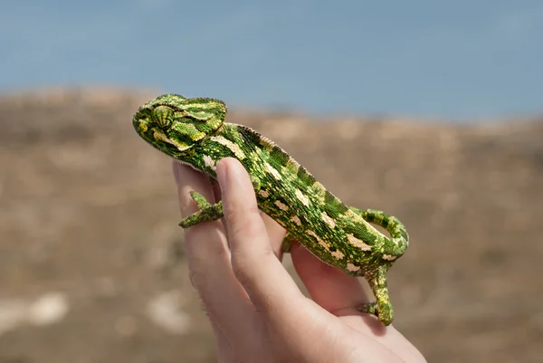 Divoké chameleon na lidská ruka — Stock fotografie