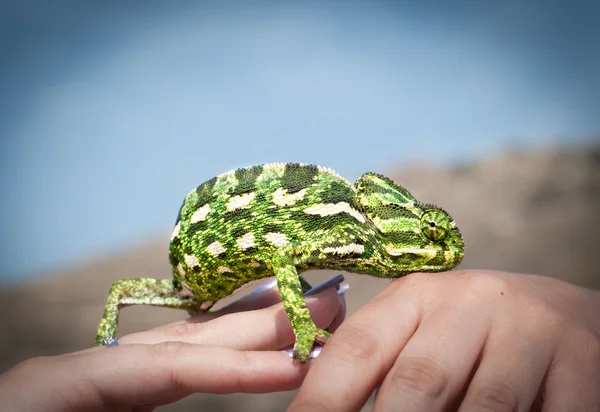 Chameleon na lidské ruky — Stock fotografie