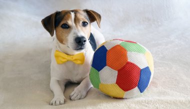 Jack Russell Terrier onun en sevdiği oyuncak ile yatakta yatıyordu. Üzerinde 