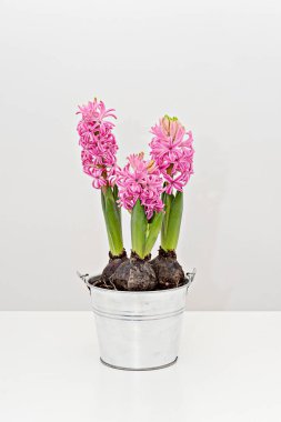 Pembe çiçekli demir bir tencerede çiçek açan sümbül soğanları.