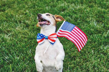 Amerikan bayraklı papyonlu, yeşil çimenlerin üzerinde Amerikan bayrağı taşıyan bir köpek kameraya bakıyor. Bağımsızlık Günü, 4 Temmuz, Anma Günü, Amerikan Bayrak Günü, İşçi Bayramı parti etkinliği