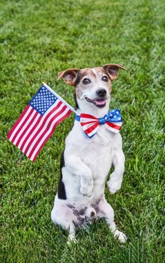 Amerikan bayraklı papyonlu, yeşil çimenlerin üzerinde Amerikan bayrağı taşıyan bir köpek kameraya bakıyor. Bağımsızlık Günü, 4 Temmuz, Anma Günü, Amerikan Bayrak Günü, İşçi Bayramı parti etkinliği