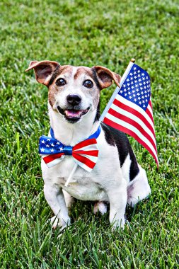Amerikan bayraklı papyonlu köpek yeşil çimlerin üzerinde kameraya bakıyor. Bağımsızlık Günü, 4 Temmuz, Anma Günü, Amerikan Bayrak Günü, İşçi Bayramı parti etkinliği